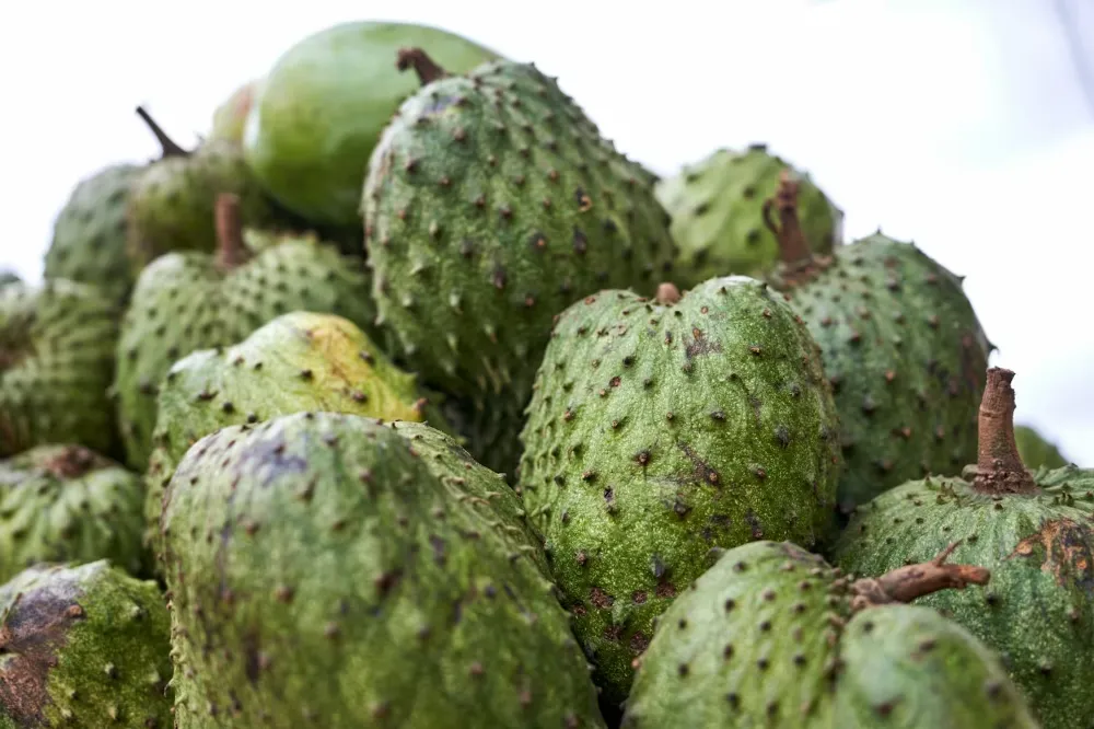 Soursop 1
