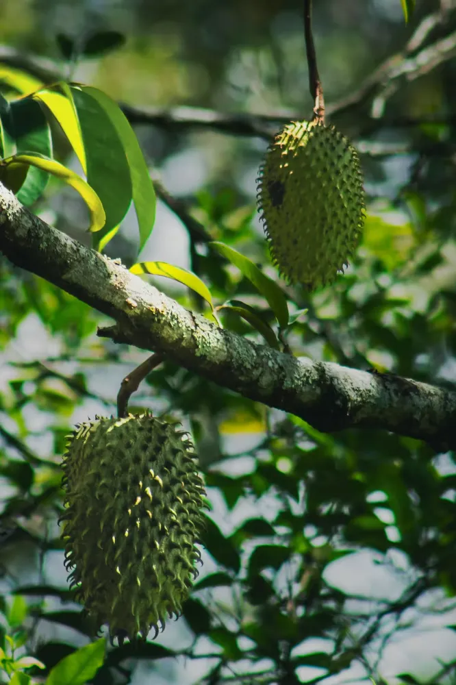 Soursop 2