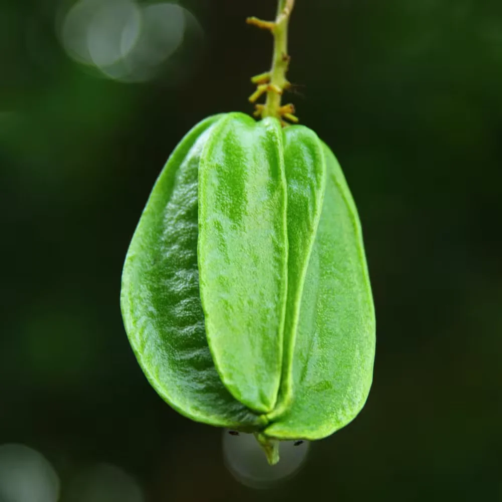 Starfruit