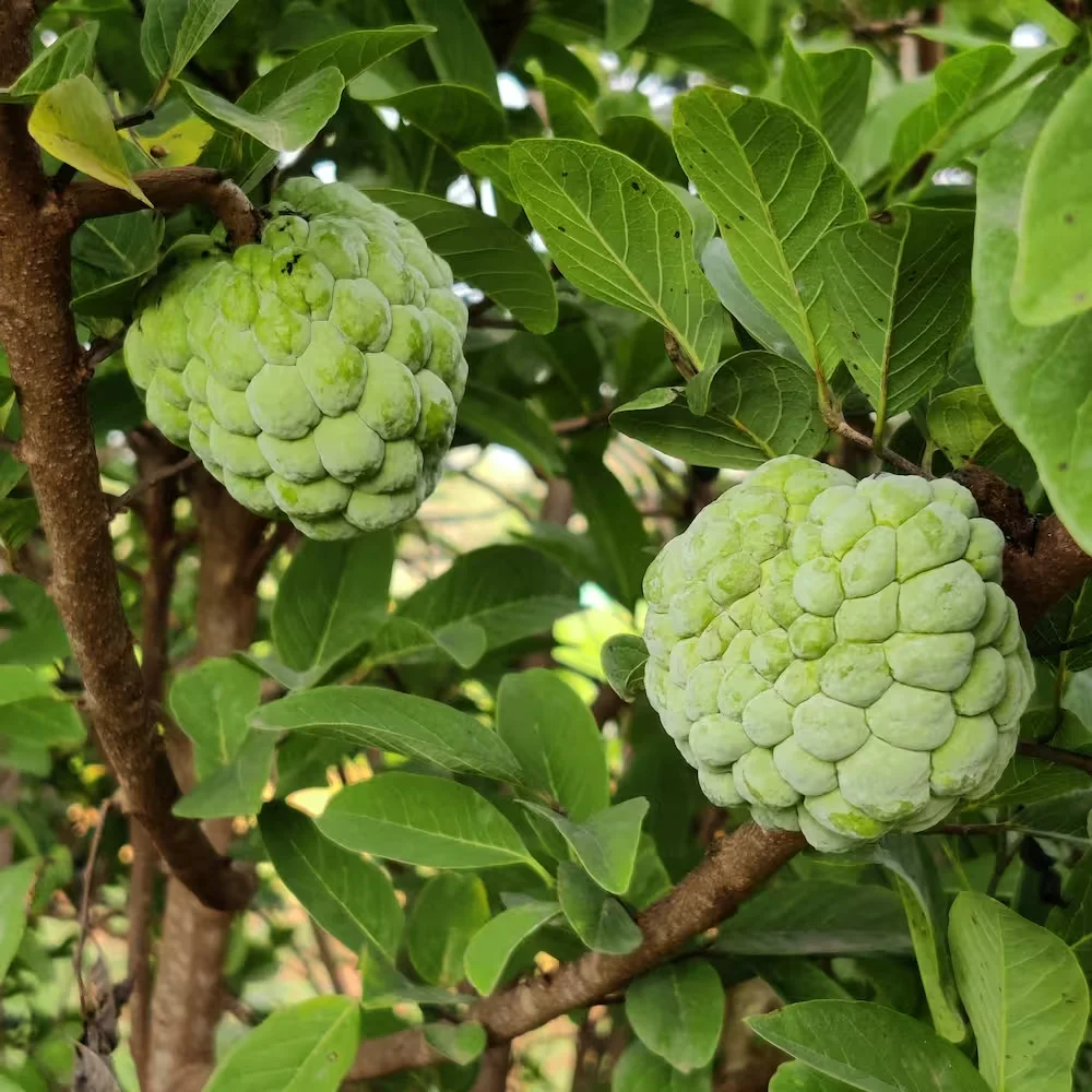 Sugar apple