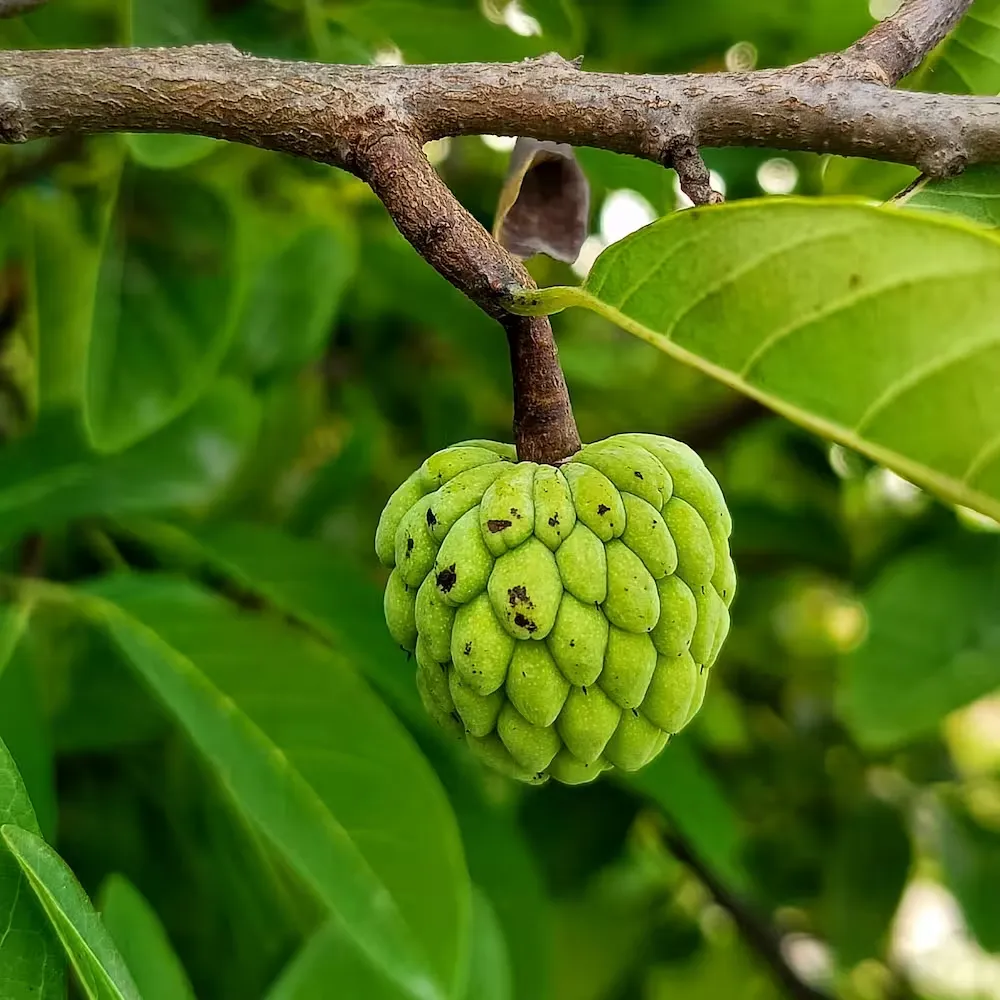 Sugar apple 2