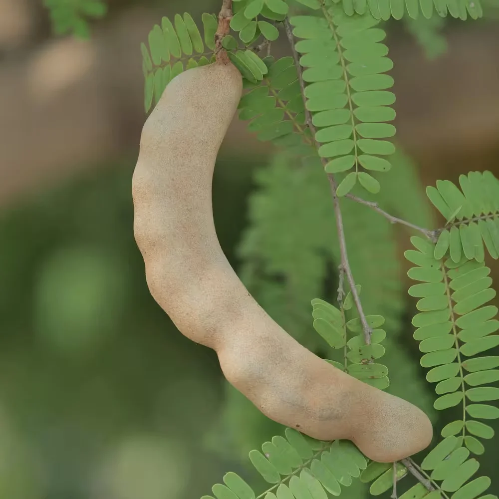 Tamarind