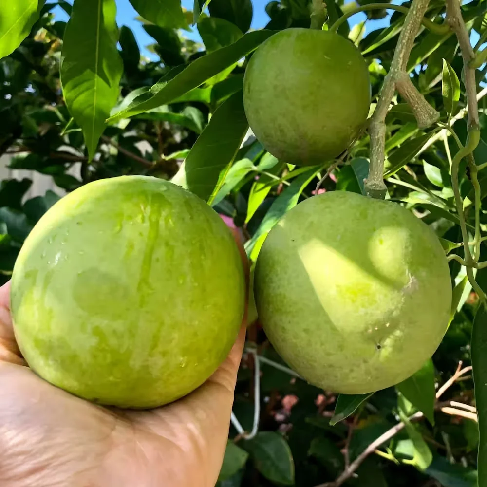 White sapote