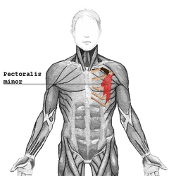 Pec minor
