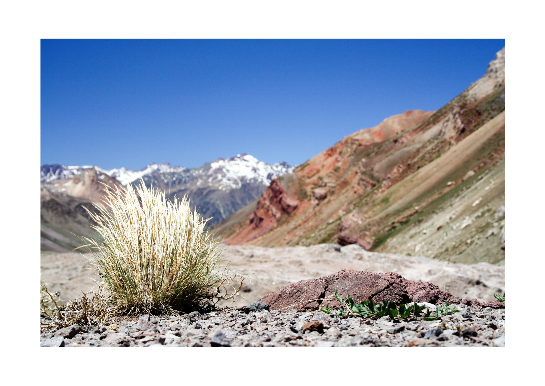 1e financieringsdoel van Blossom Moon