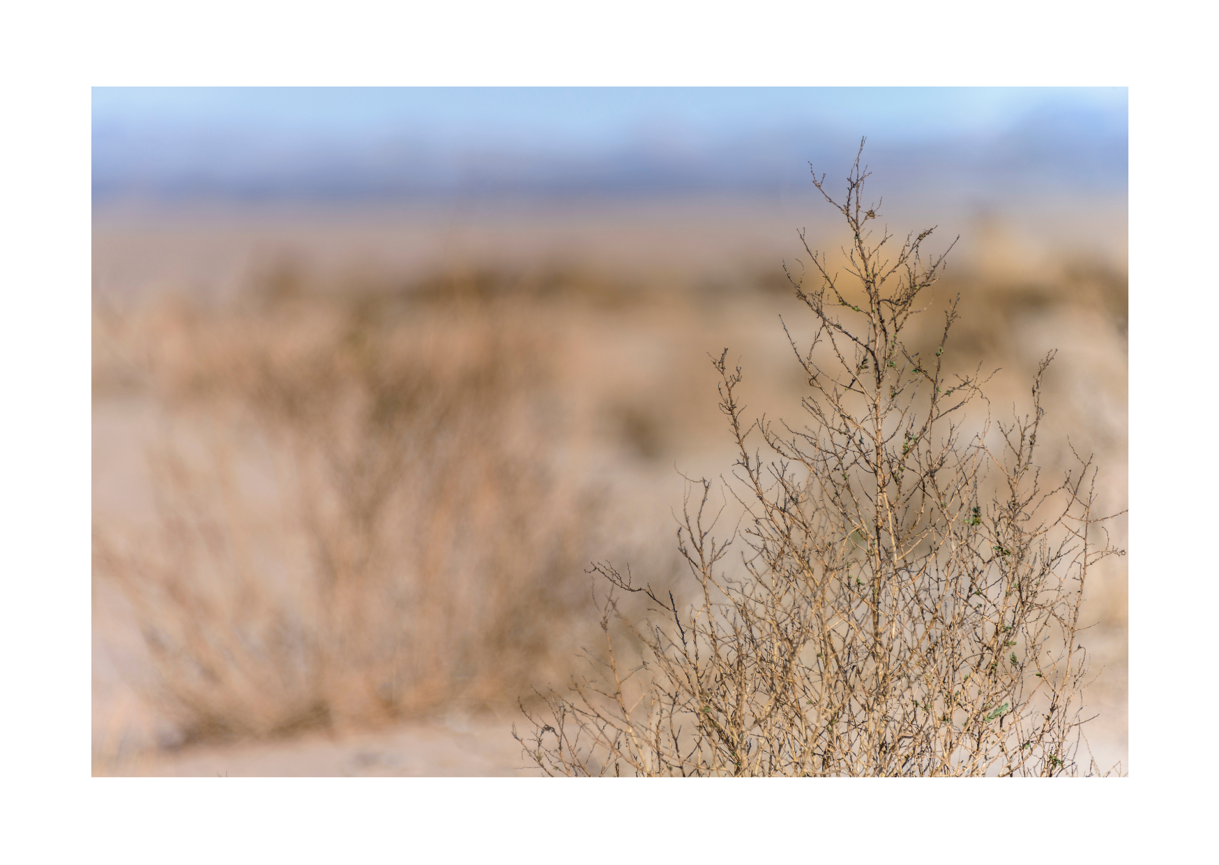 1e financieringsdoel van Blossom Moon