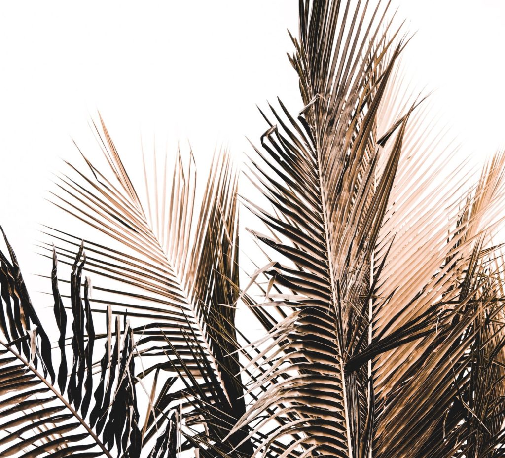 Obligaties van Blossom Moon