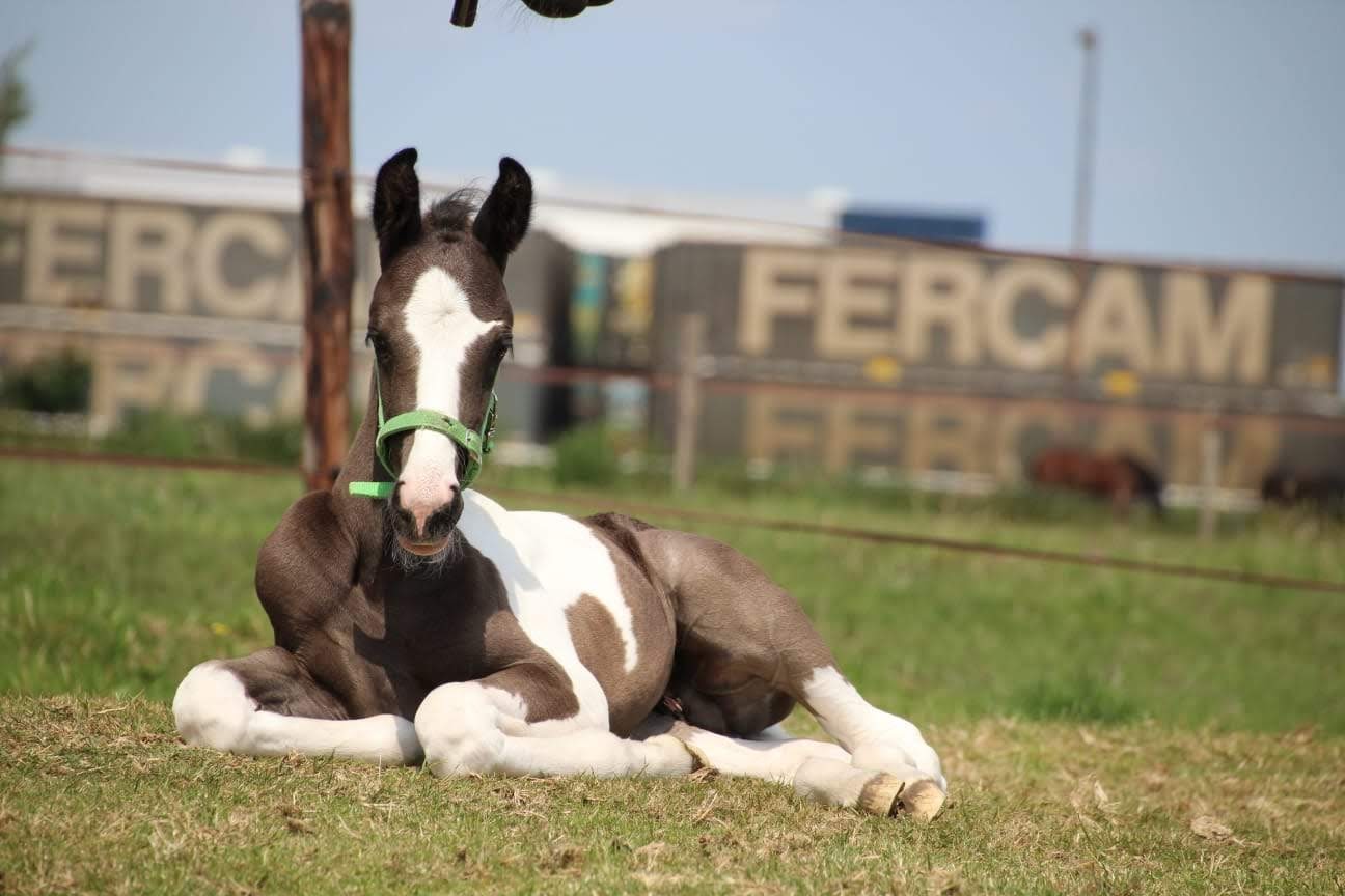 Obligaties van Equina