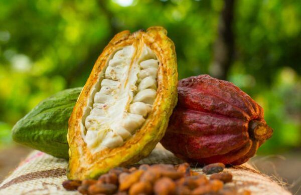 Cacao Arauca