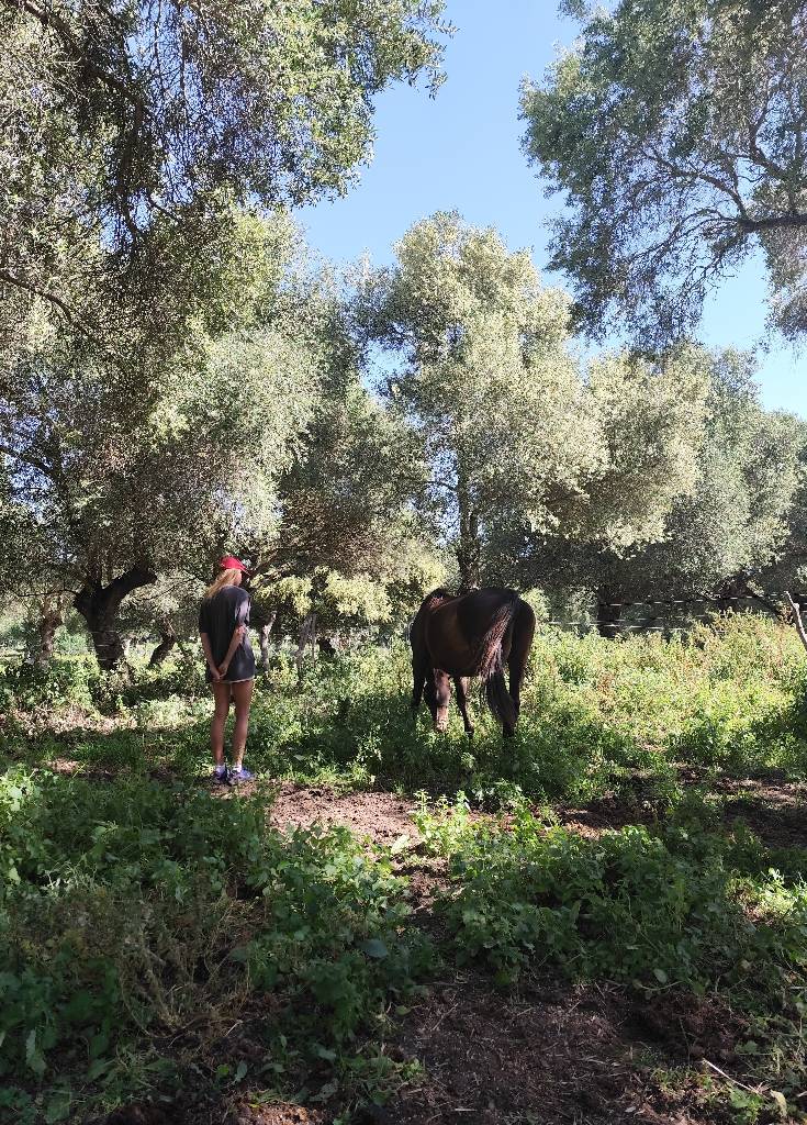 Relajación & Mindfulness con Caballos