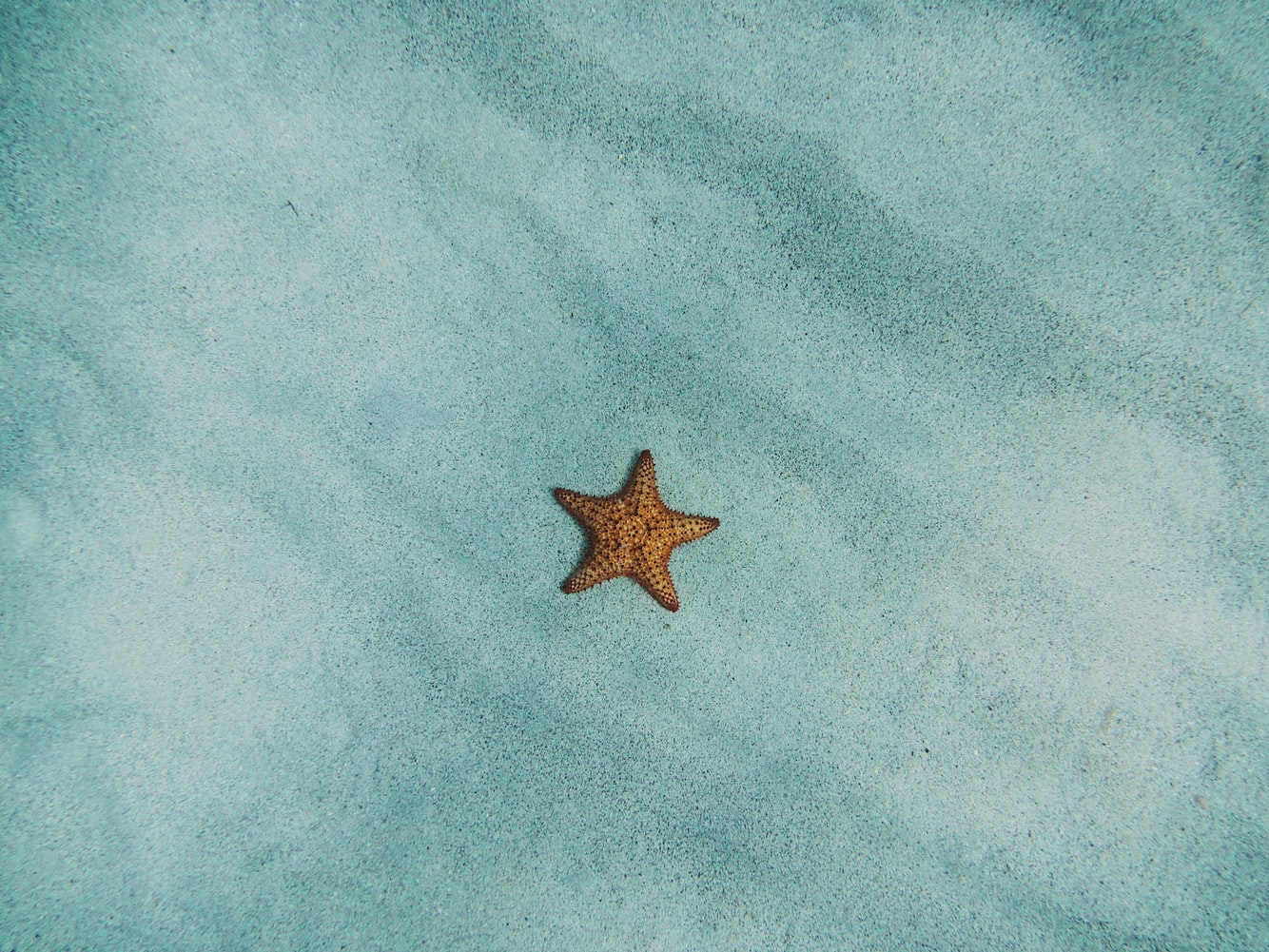 Cover image for template: Starfish Retrospective