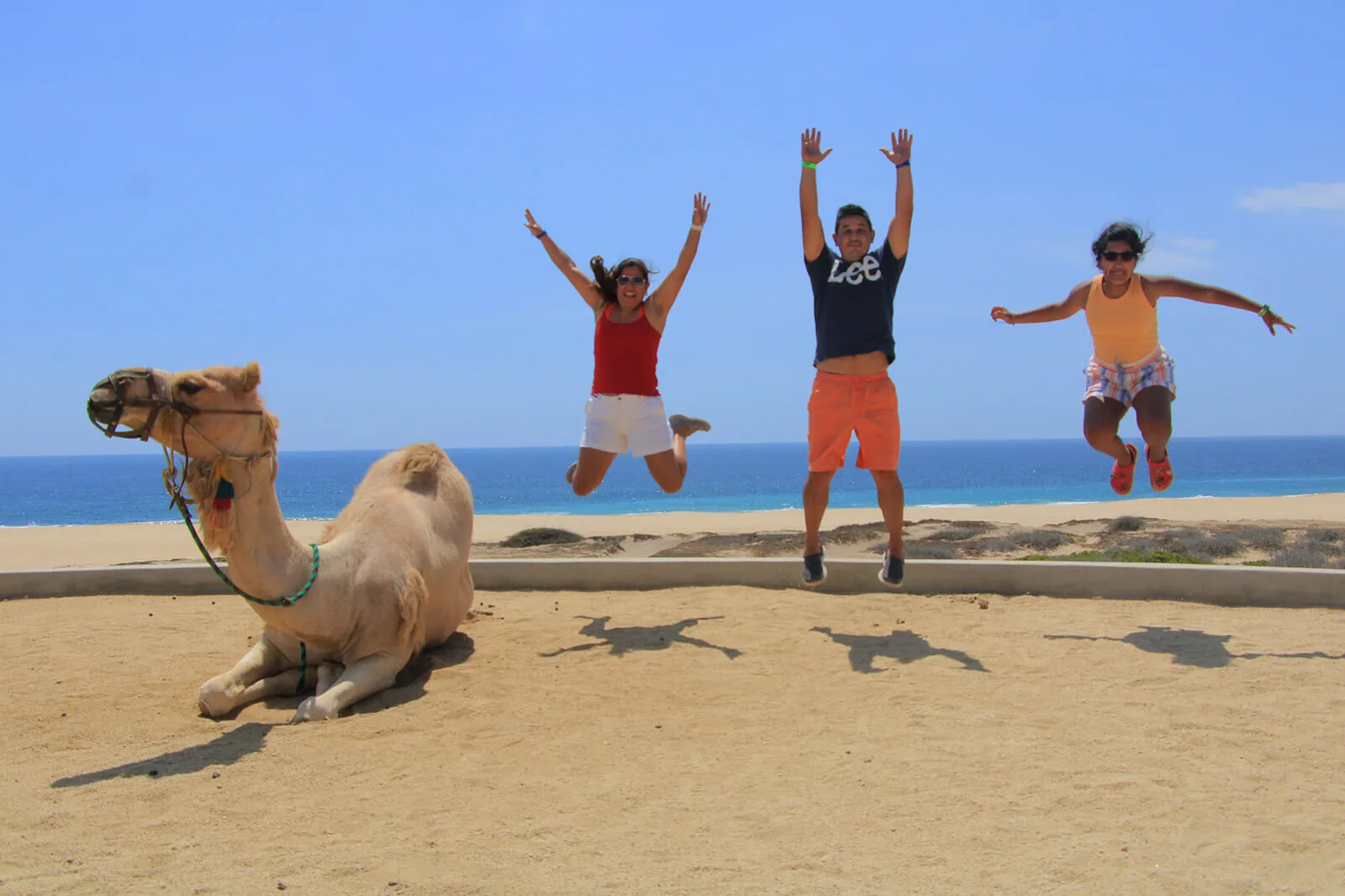 Combo Tour - Camels/Horses/ATVs