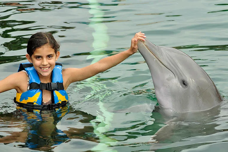 Dolphin Swimming