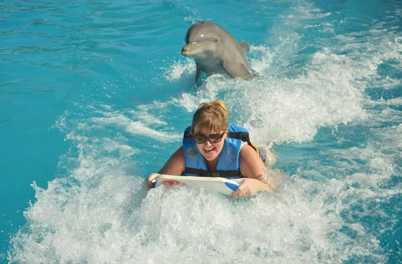 Dolphin Swimming