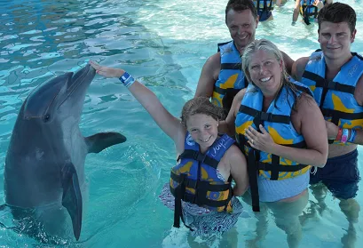 Dolphin Swimming