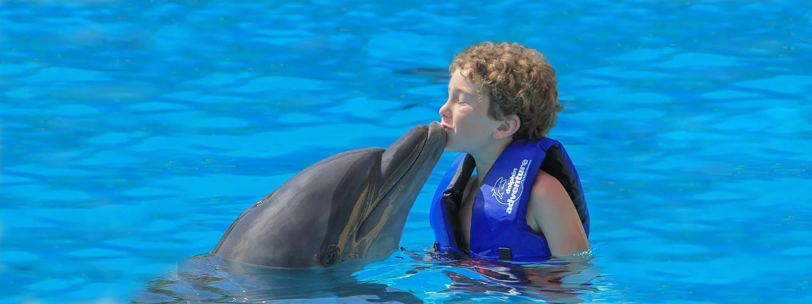 Dolphin Swimming