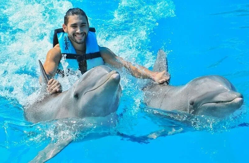 Dolphin Emotions