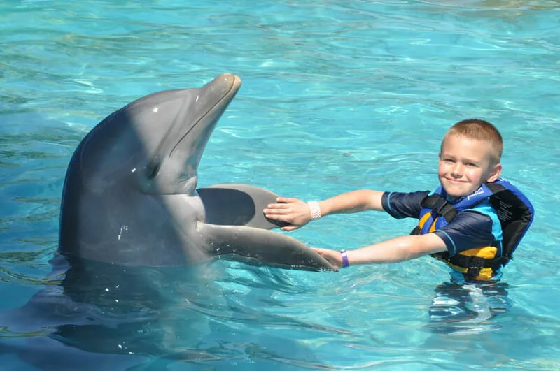 Dolphin Swimming