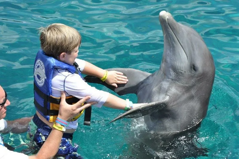 Dolphin Swimming