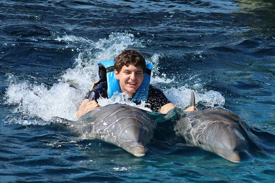 Dolphin Swimming