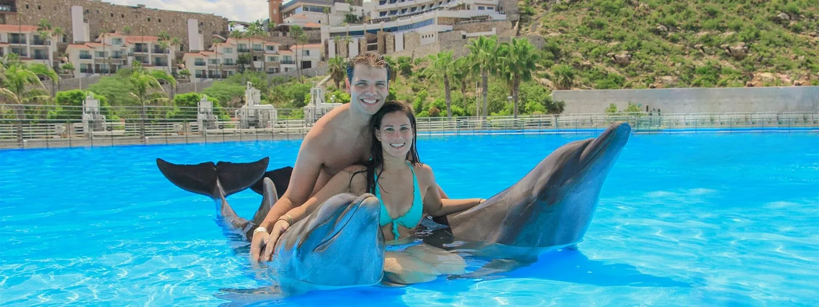 Dolphin Swimming