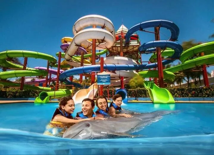 Dolphin Swimming