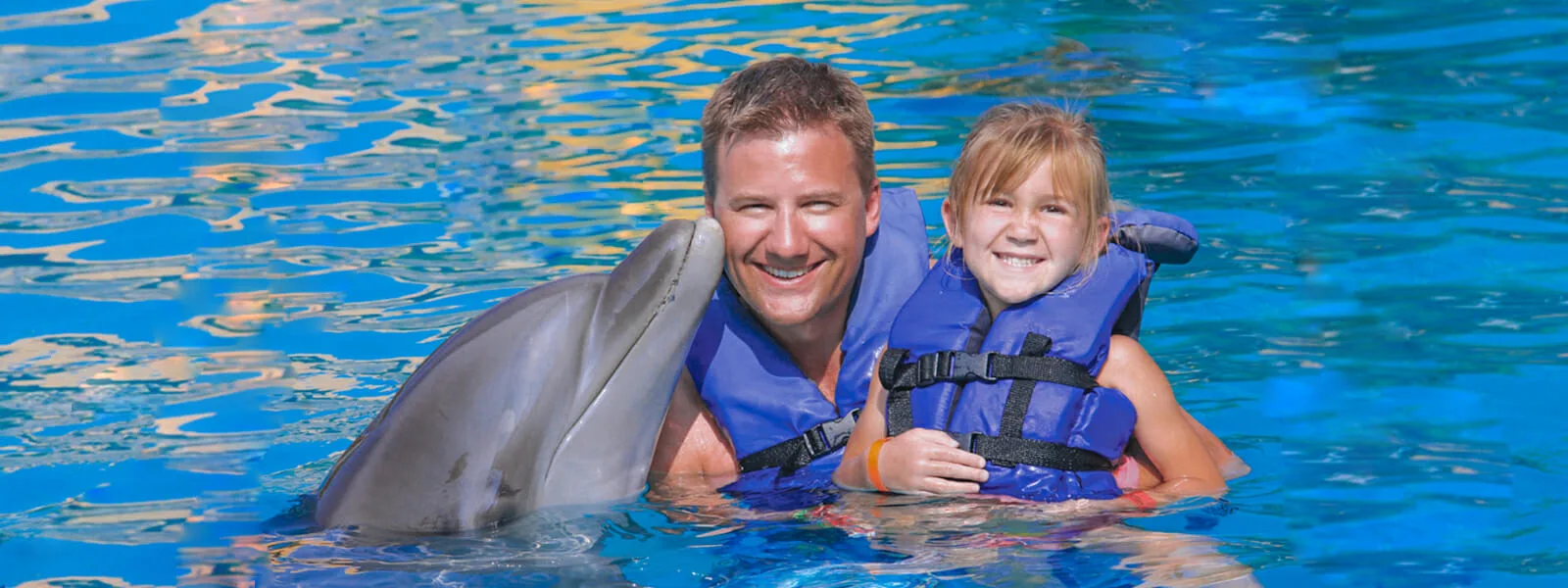 Dolphin Swimming