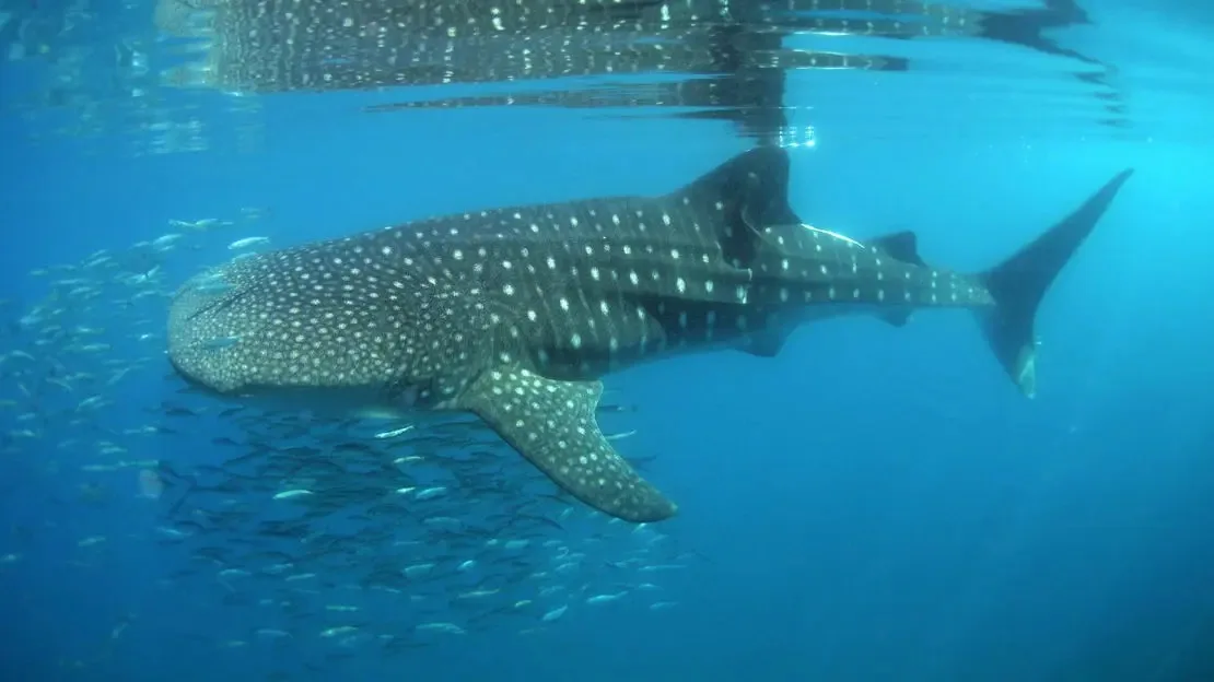 Espiritu Santo Island "The Aquarium of the World" - All Inclusive