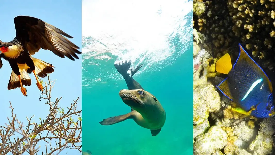 Espiritu Santo Island "The Aquarium of the World" - All Inclusive