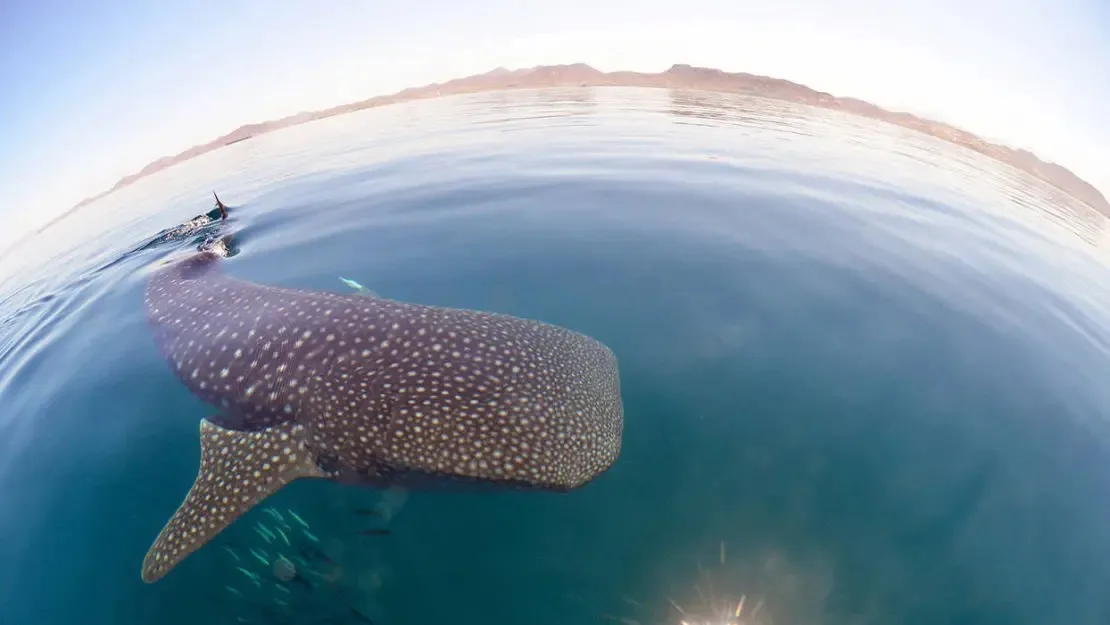 Espiritu Santo Island "The Aquarium of the World" - All Inclusive