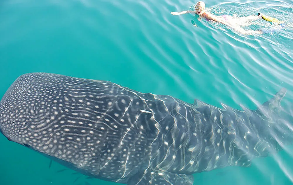 Espiritu Santo Island/Whale Shark Combo