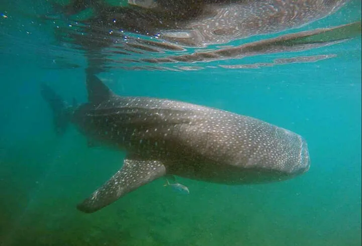 Espiritu Santo Island/Whale Shark Combo