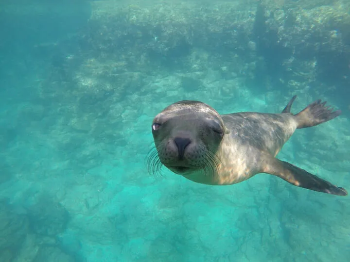 Espiritu Santo/Sea Lion Snorkeling