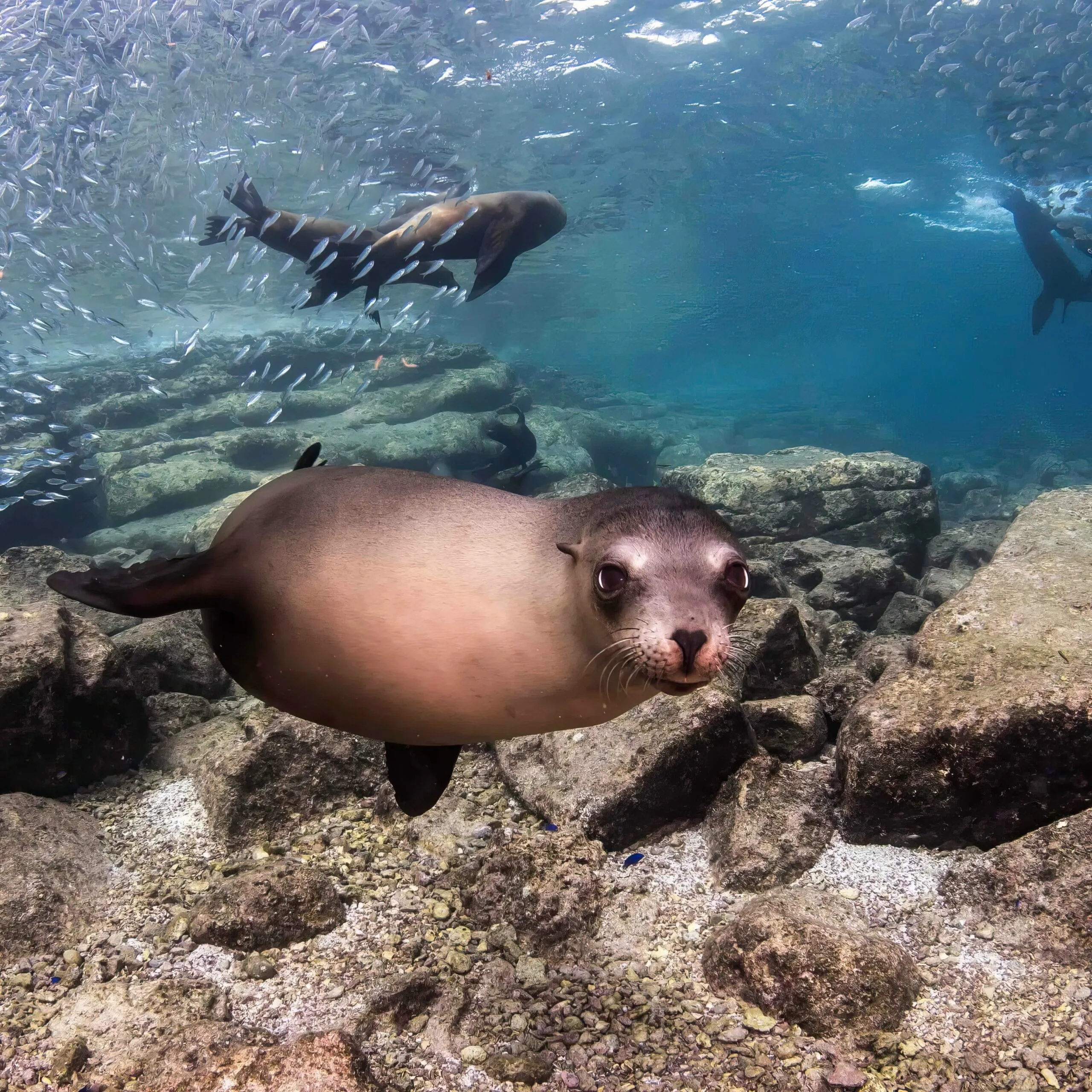 Espiritu Santo/Sea Lion Snorkeling