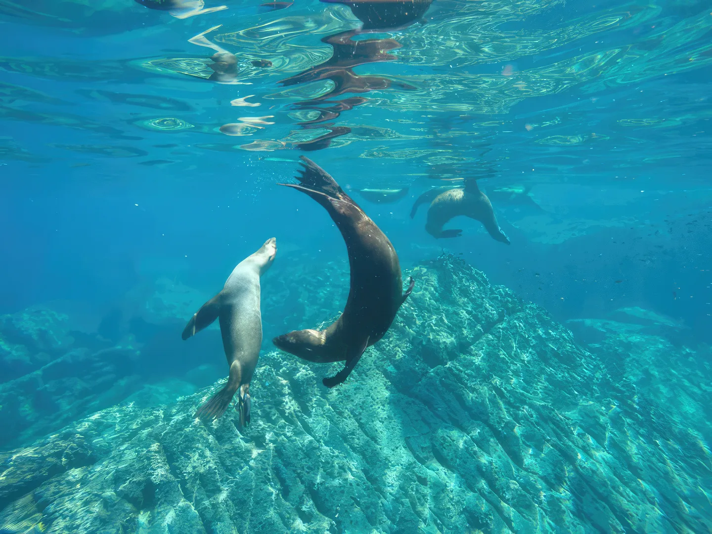 Espiritu Santo/Sea Lion Snorkeling