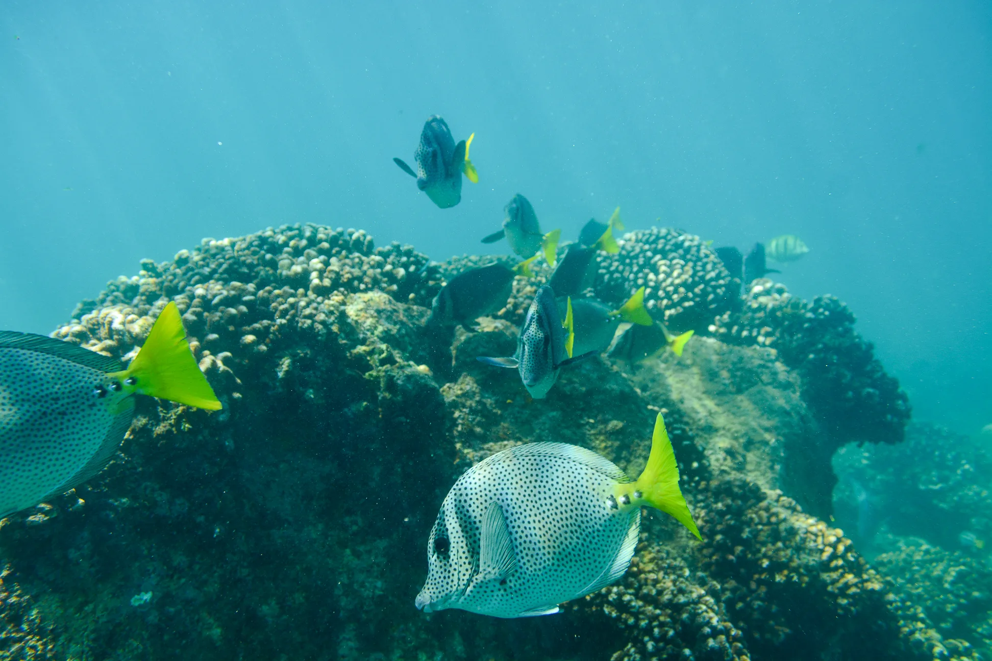 Guided Snorkel - Public Tour