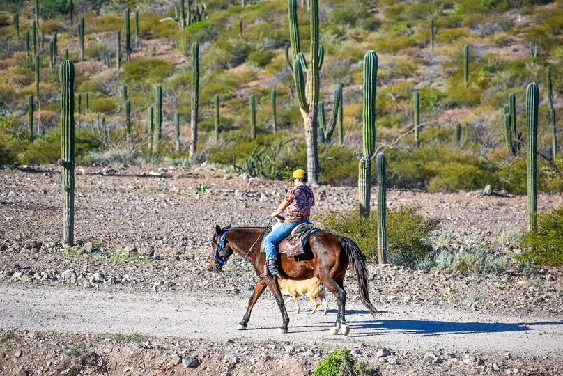 Horseback Riding - Morning Tour