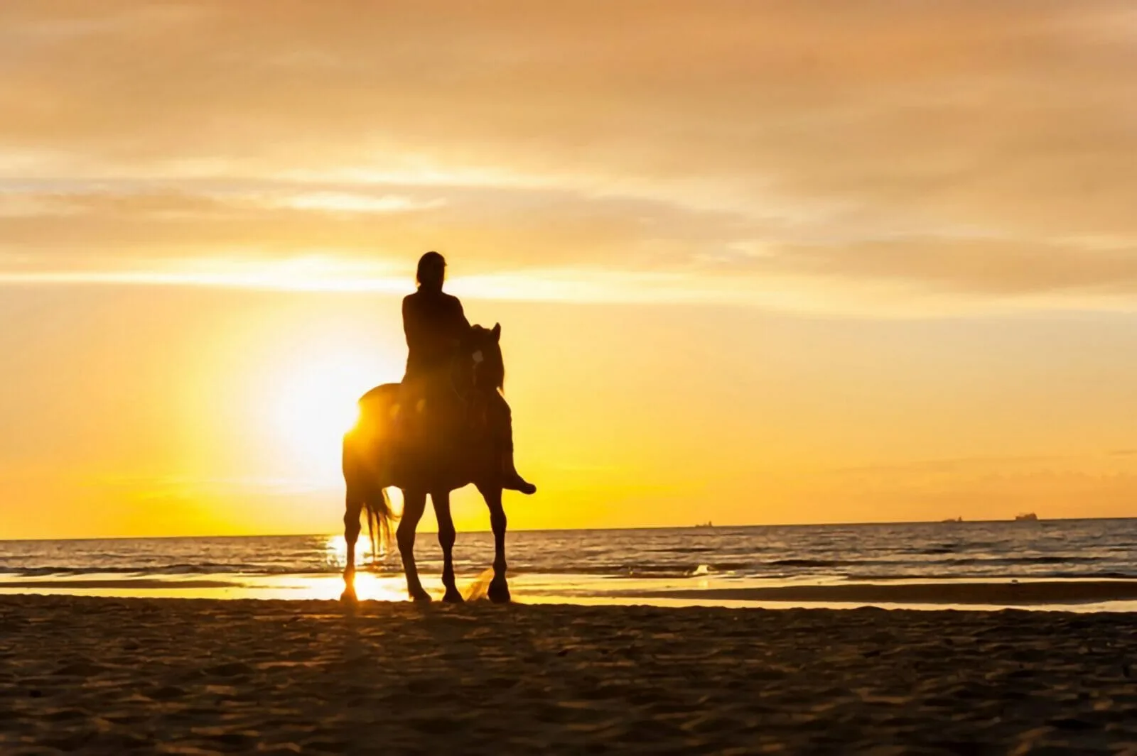 Horseback Riding On The Beach - Intermediate & Advanced