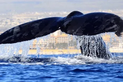 Pirates Ship - Whale Watching