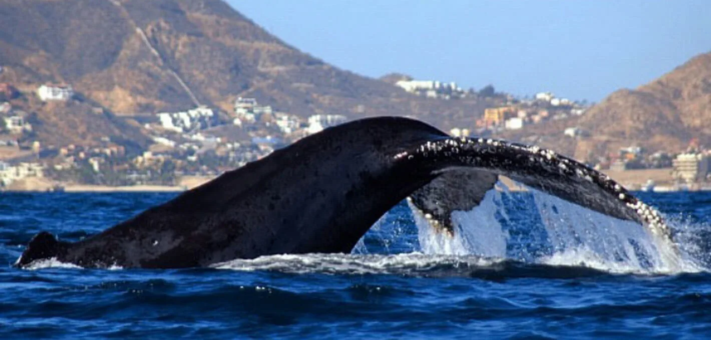 Pirates Ship - Whale Watching