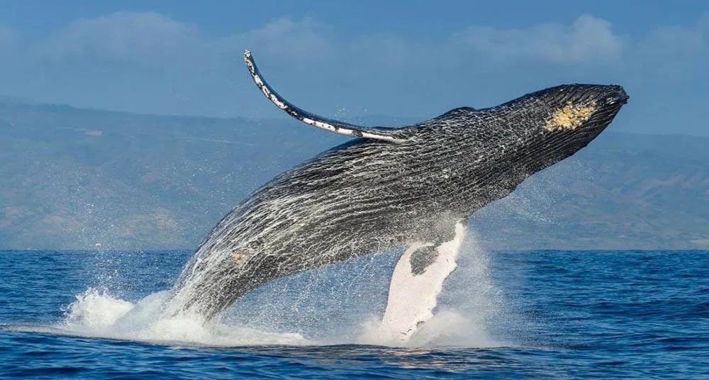 Pirates Ship - Whale Watching