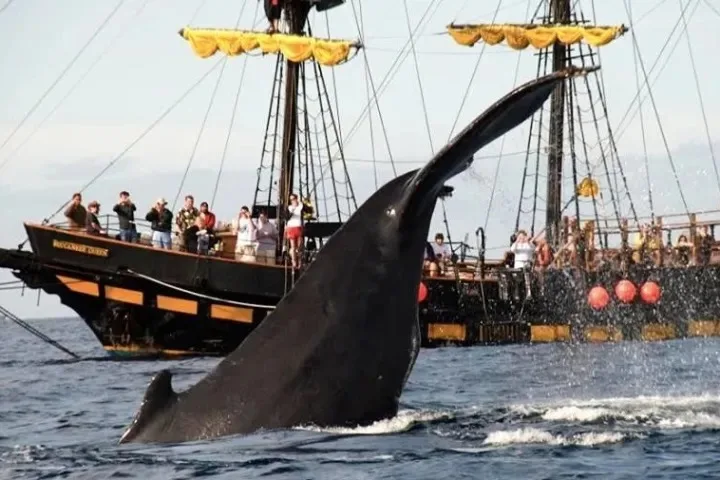 Pirates Ship - Whale Watching