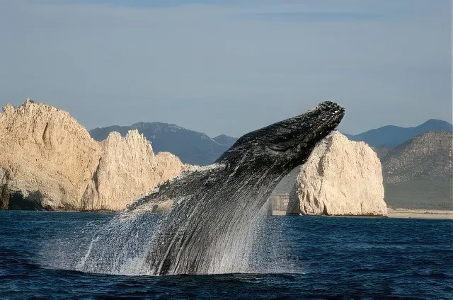 Pirates Ship - Whale Watching