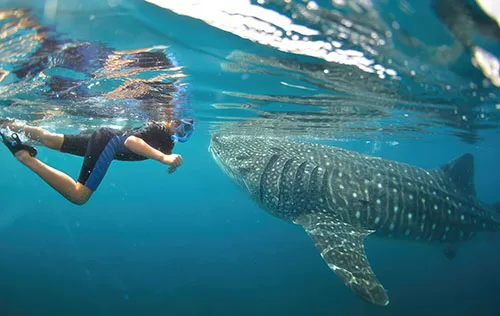 Premium Whale Shark Swimming