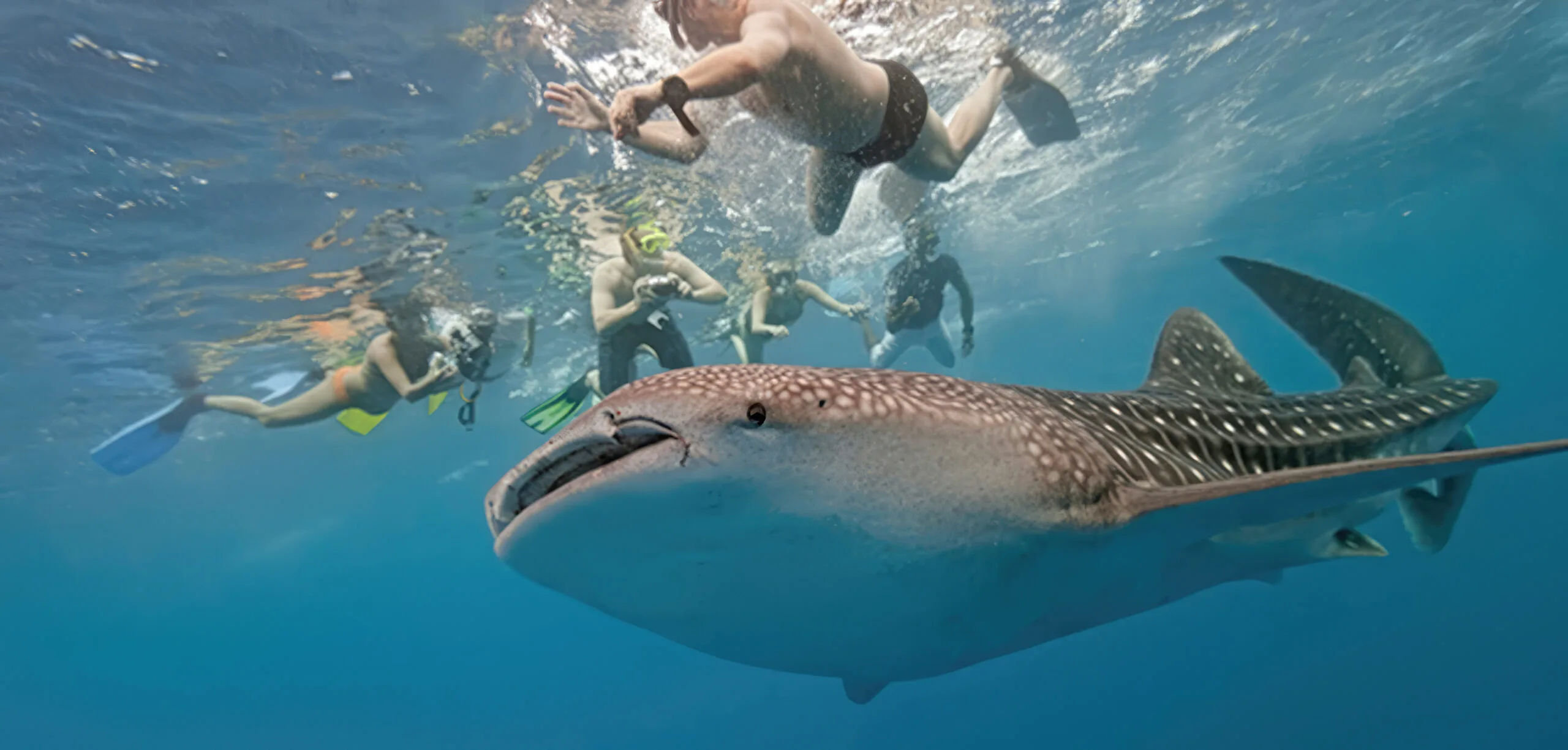 Premium Whale Shark Swimming