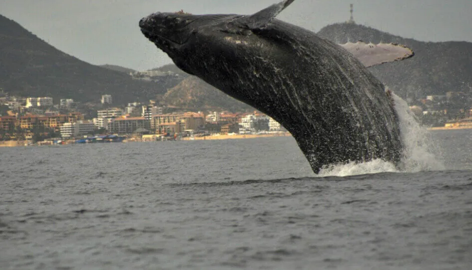 Whale Watching