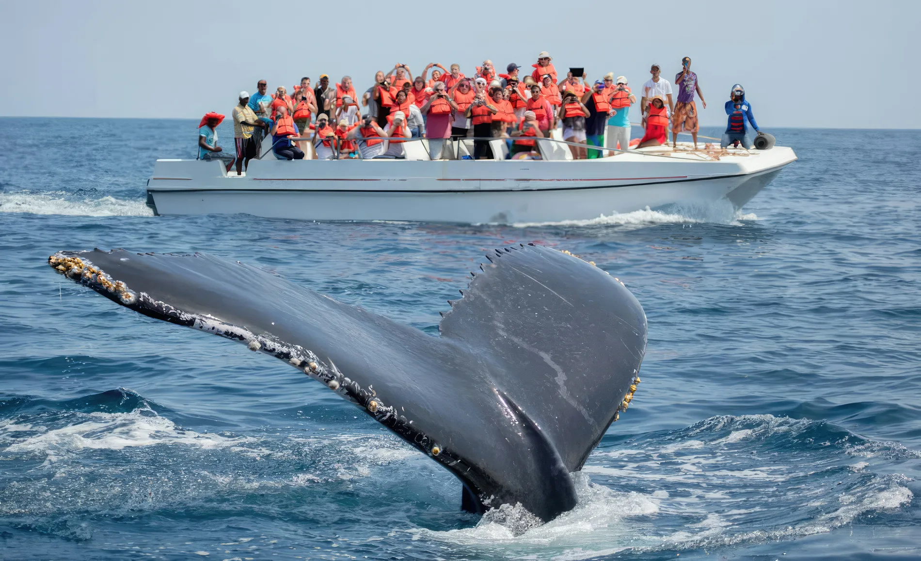 Whale Watching
