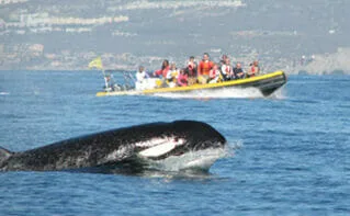 Whale Watching