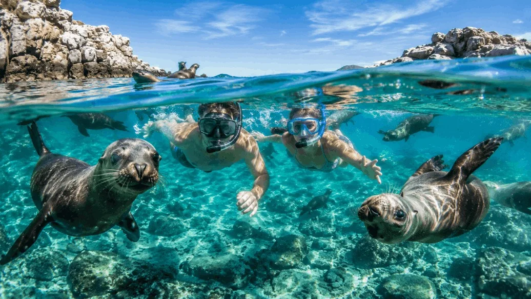Whale Shark Swimming and Sea Lion Snorkel - All Inclusive