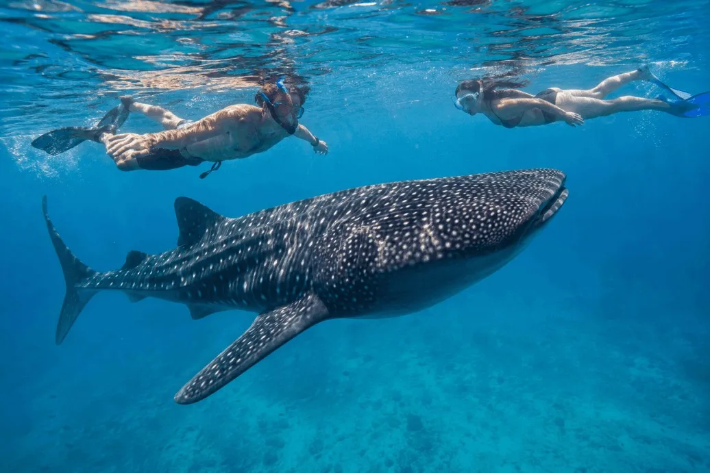 Whale Shark Swimming and Sea Lion Snorkel - All Inclusive